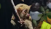 Seekor tarsius hinggap di batang pohon di Bukit Peramun, Belitung (Liputan6.com/Dinny Mutiah)