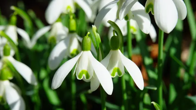 Bunga Snowdrop