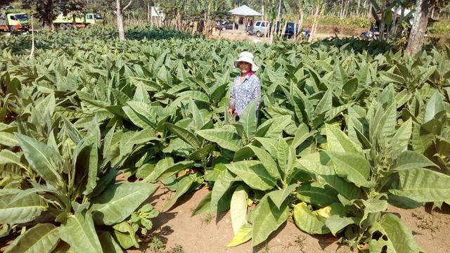 Imas Krwati, menunjukan deretan kebun tembakau Gunung Putri