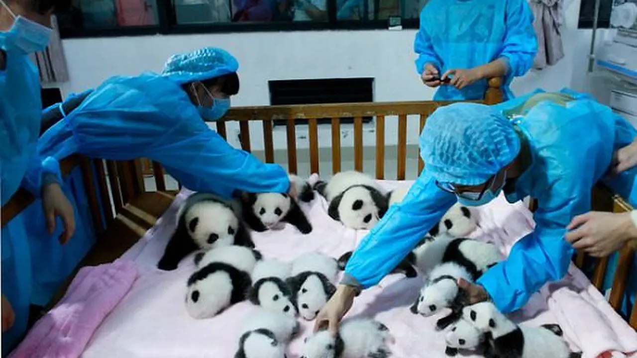 Panda di tempat penitipan Lembaga Penelitian Chengdu, Cina