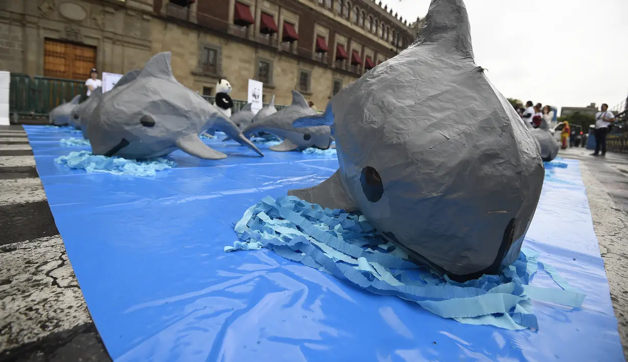 Lumba-lumba jenis Marina Vaquita terancam punah karena maraknya perburuan ikan jenis lain yang menyebabkan Marina Vaquita ikut terjaring, Mexico City, Sabtu (8/7). Para ilmuwan memperkirakan hanya ada 30 vaquitas tersisa di dunia. (AFP/ Alfredo E)
