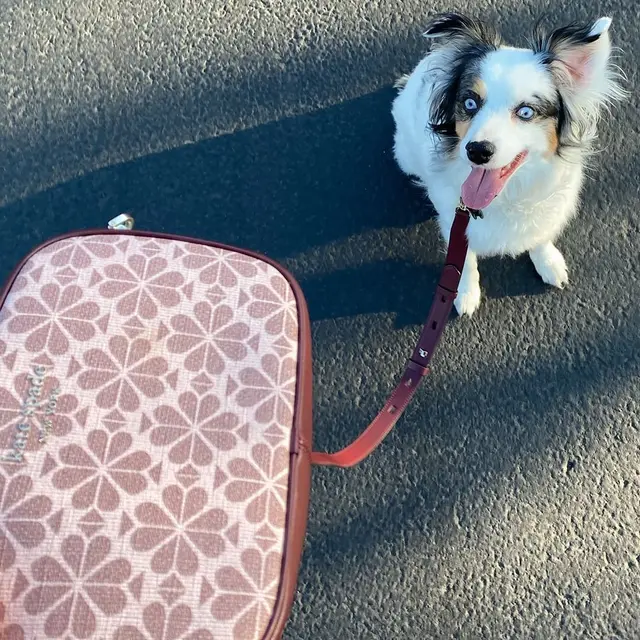 Flower Spade Coated Canvas Collection dari Kate Spade New York