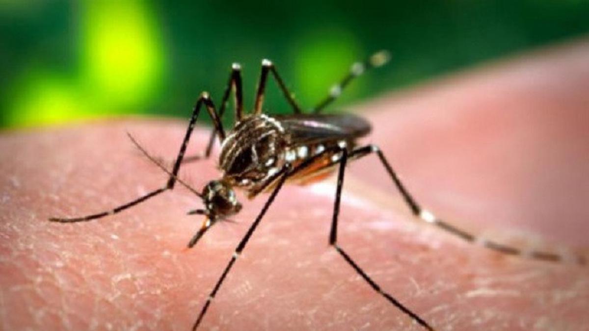 10 Cara Mengusir Nyamuk Secara Alami yang Efektif dan Aman untuk Keluarga