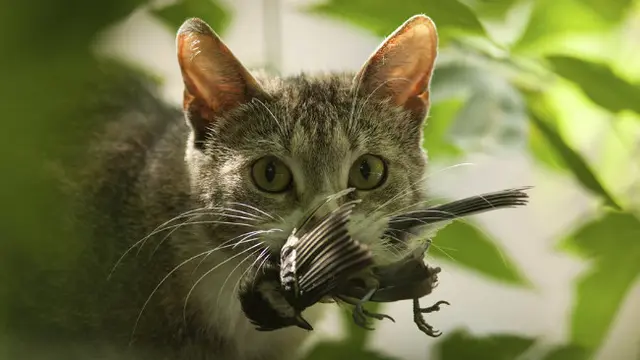 Melacak Kucing Liar Melalui Satelit