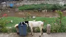 Kambing mencari makanan dari tempat sampah di bantaran Sungai Ciliwung, Jakarta, Rabu (7/11). Rumput yang menghijau di kawasan tersebut dimanfaatkan peternak untuk menggembalakan kambingnya. (Liputan6.com/Immanuel Antonius)
