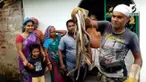 Aksi seorang pofesional menangkap 20 ular jenis banded racer sekaligus di India. Ular jenis ini diketahui tidak berbisa.
