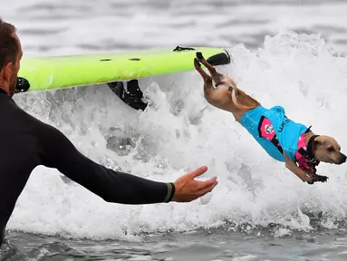 Seekor anjing melompat dari papan seluncurnya saat kompetisi tahunan City Surf Dog di Huntington Beach, California, Sabtu (29/9). Para anjing peserta yang dipandu pemilik mereka diberi kesempatan menunjukkan kebolehan berselancar. (AFP/Frederic J. BROWN)