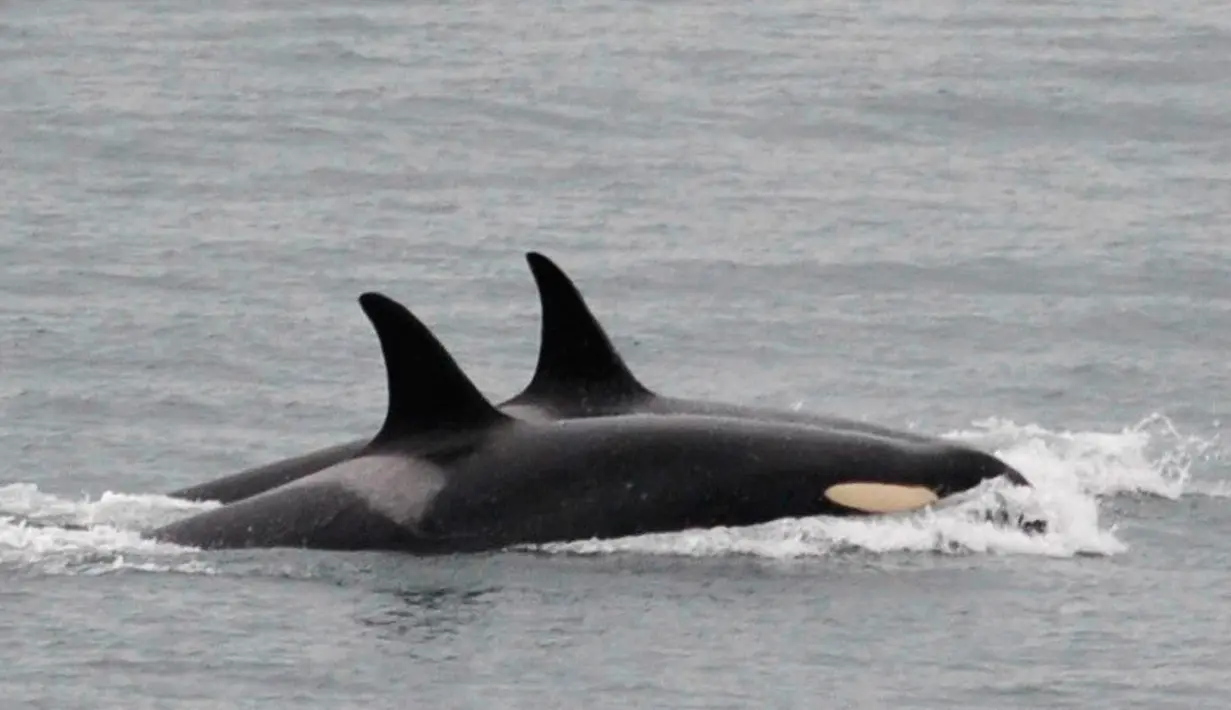 Paus pembunuh J35 (depan) berenang dengan kelompoknya di pantai Alaska, Amerika Serikat, Sabtu (11/8). J35 membuat rekor terlama berenang bersama bangkai sang buah hati yang biasaya hanya dilakukan selama sepekan. (Center for Whale Research via AP)