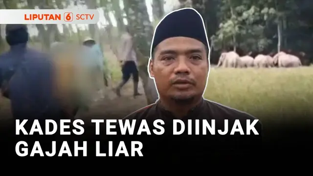 Niat Menghalau Berujung Maut, Kades Tewas Terinjak Gajah Liar