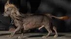 Anjing jenis campuran Chinese Crested dan Dachshund bernama Himisaboo berjalan di atas panggung saat mengikuti Kontes Anjing Terjelek Sedunia di Sonoma-Marin Fair di Petaluma, California (23/6). (AP/Jeff Chiu)