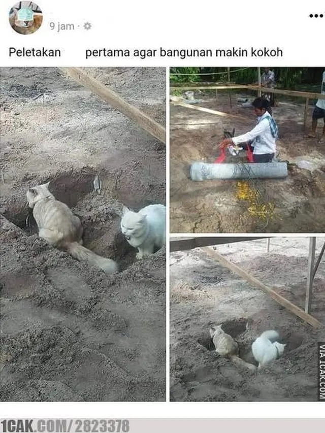 6 Potret Kucing Jadi Tukang Bangunan Ini Bikin Ketawa Geli