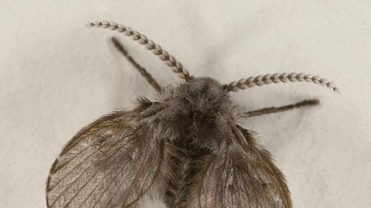 10 Cara Membasmi Lalat Limbah di Kamar Mandi, Tips Lengkap, Ampuh, dan Terbukti