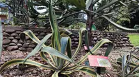 Ribuan Pohon di Kebun Raya Bogor Kini Punya KTP