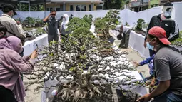 Pengunjung melihat koleksi pohon bonsai yang dipamerkan dalam acara Jengbreng BSC di kawasan Sawangan, Depok, Jawa Barat, Minggu (6/3/2022). Pameran digelar dalam rangka menjalin silaturahmi bagi pecinta bonsai sekaligus mengedukasi masyarakat tentang seni bonsai. (merdeka.com/Iqbal S. Nugroho)
