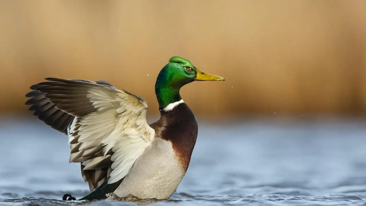 6 Editan Foto Jika Hewan Lain Jadi Burung Ini Kreatif, Unik Banget