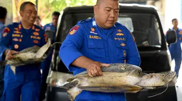 Polisi membawa penyu hijau (chelonia mydas) di tempat konservasi setelah diselamatkan oleh Kantor Polisi Laut Indonesia di Denpasar, Bali, Selasa (17/10/2023). Sebanyak 11 penyu hijau berhasil diselamatkan saat hendak diselundupkan ke Denpasar, Bali, untuk dijadikan hidangan. (SONNY TUMBELAKA/AFP)