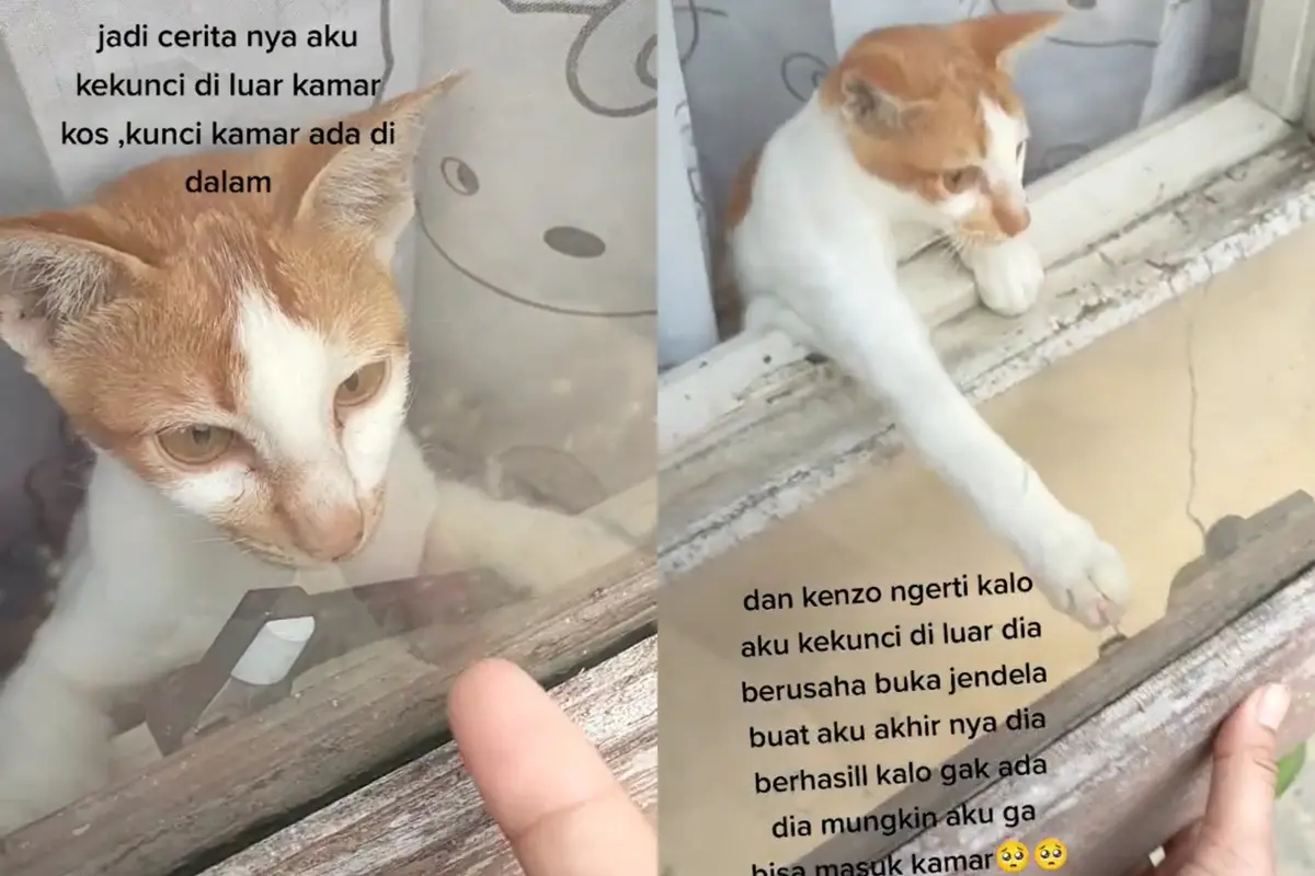 Cara kucing pintar selamatkan tuannya yang terkunci dari luar kamar.