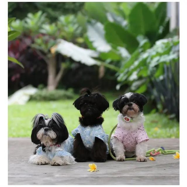 Cara Membuat Makanan Anjing Sendiri yang Sehat dan Bergizi, Lebih Hemat dan Aman