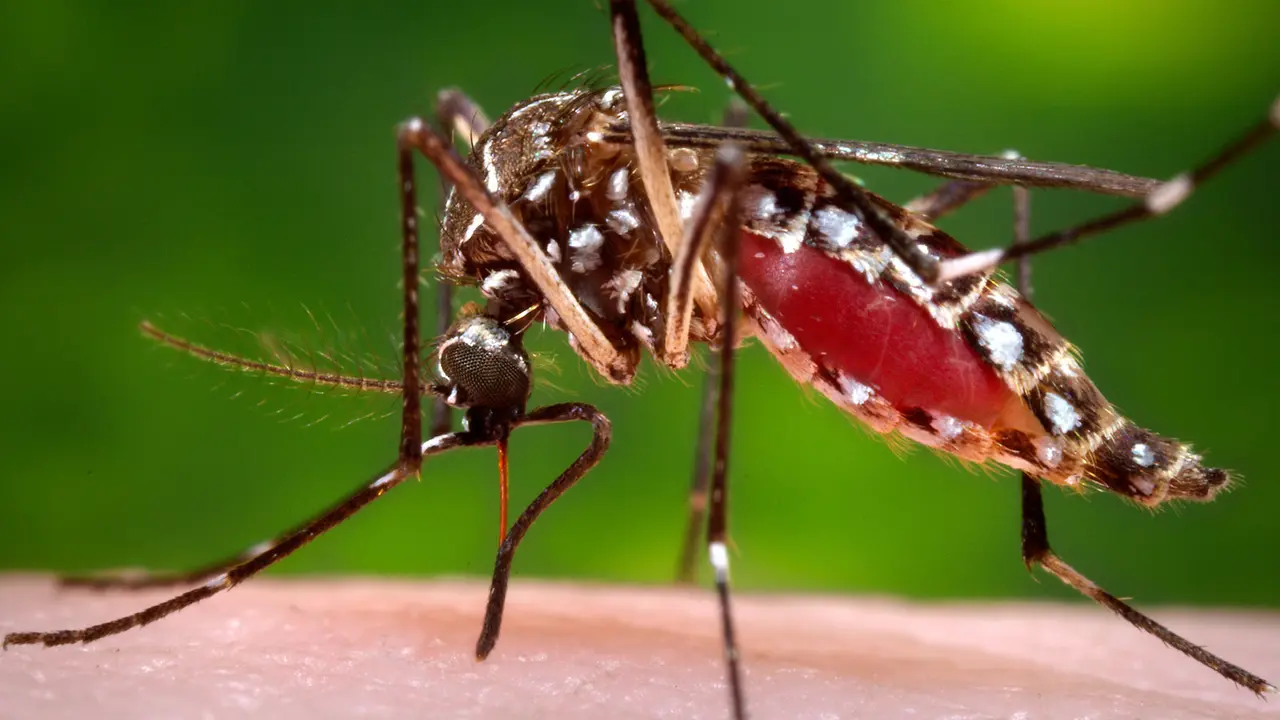 Virus Zika