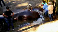 Gustavito, kuda nil yang tewas akibat diserang di kebun binatang El Salvador (Kementerian Kebudayaan El Salvador)