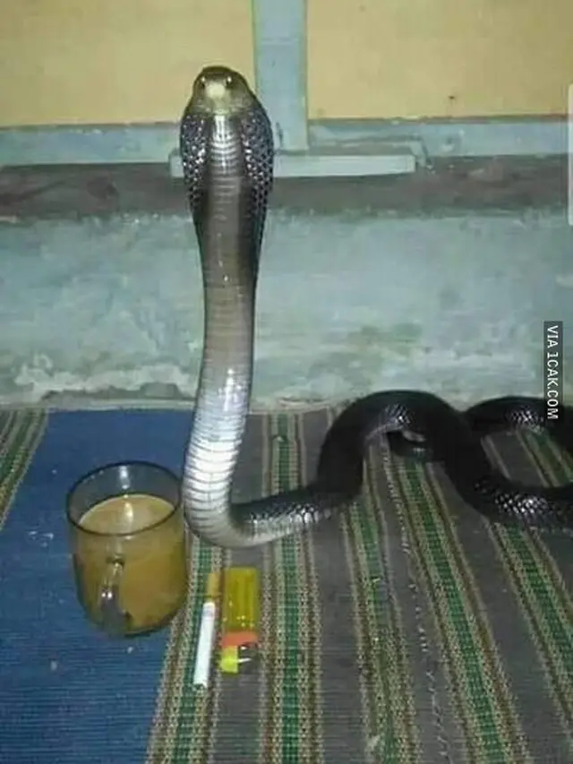 6 Momen Ular Bertingkah Bak Manusia, Nonton Anime Hingga Minum Kopi