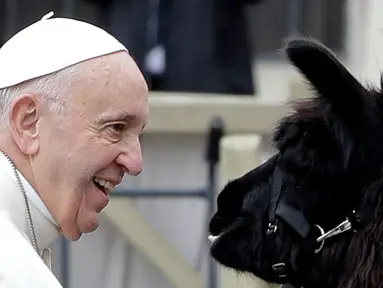 Paus Fransiskus tersenyum ketika melihat seekor llama di Lapangan Santo Petrus, Vatikan, Rabu (11/4). Tiga pria dari Tyrol Selatan di Italia Utara berjalan dengan tiga llama menuju Vatikan. (AP Photo/Andrew Medichini)