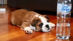 Lucunya seekor anak anjing yang sibuk menggonggongi sebuah botol