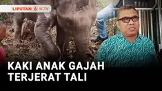 Seekor anak gajah liar berusia 2 tahun terluka akibat tali jeratan di kakinya. Jeratan diduga dipasang oleh para pemburu babi.