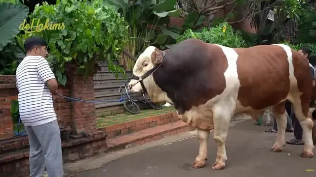 6 Potret Irfan Hakim dengan 4 Sapi Jumbo, Siap untuk Idul Adha