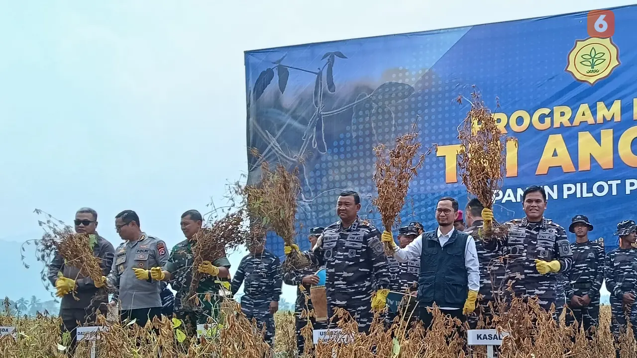 KSAL, Laksamana Muhammad Ali Panen Perdana Kedelai Jenis Baru di Kabupaten Serang, Banten. (Kamis, 08/05/2025). (Yandhi Deslatama/Liputan6.com).