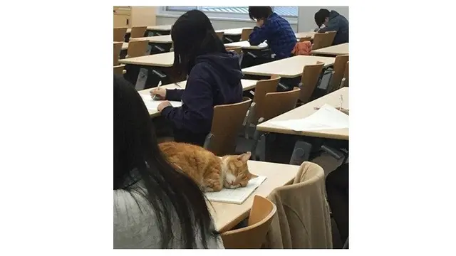 10 Potret Ini Buktikan Kucing Mampu Tidur di Mana Saja, Nyaman Banget
