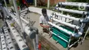 Jalan Raya Parung-Gunung Sindur, Bogor, Jawa Barat, Jumat (21/08/2020). Rakitan pipa PVC hidroponik dan ditambah mesin pompa air dijual dengan harga Rp 475 Ribu hingga Rp 1.3 Juta tergantung ukuran. (merdeka.com/Dwi Narwoko)