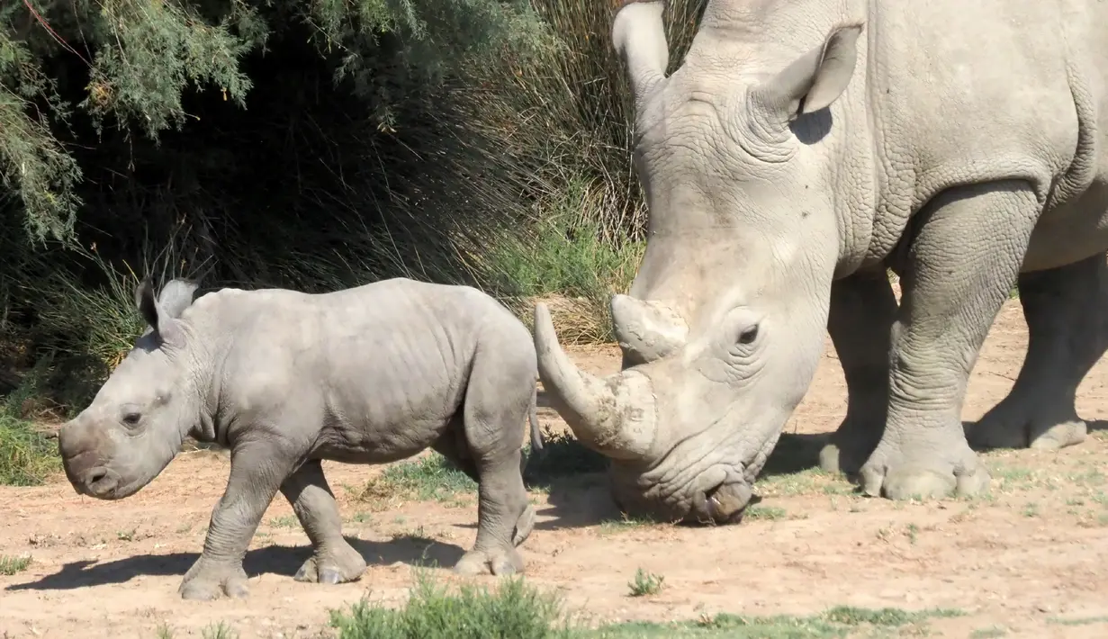 Seekor induk badak putih bernama Lima berjalan dengan bayinya di Cagar Afrika Sigean (Aude), di Prancis, 21 September 2018. Kelahiran bayi badak putih itu merupakan harapan nyata spesies yang terancam punah. (AFP / RAYMOND ROIG)