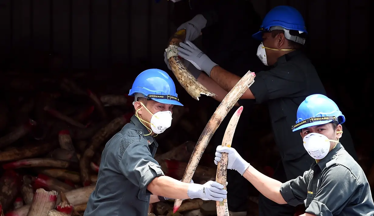 Petugas satwa liar Malaysia mengeluarkan gading gajah dari kontainer sebelum dimusnahkan di pusat Pengelolaan Limbah  Kualiti Alam di Port Dickson, Malaysia, Kamis (14/4/2016). (AFP PHOTO/MANAN Vatsyayana)