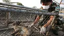 Petugas satwa memasukan monyet ekor panjang ke dalam kandang di sebuah desa, Bangkok, Thailand, (21/9/2015). Pemerintah Thailand merelokasi kera ekor panjang untuk mengurangi konflik dengan masyarakat setempat. (REUTERS/Chaiwat Subprasom)