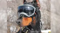 Tak Hanya Keren, Rex Specs Juga Lindungi Mata Anjing