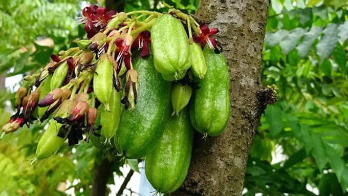 Masker belimbing wuluh/copyright Pixabay.com