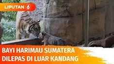 Anak harimau Sumatera usia sebulan menapakkan langkah pertamanya di luar Kebun Binatang ZSL London. Anak harimau yang dilindungi itu sampai sekarang belum diberi nama.