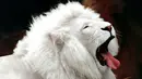 Singa yang di sebut juga sebagai raja hutan memiliki genetika unik dengan warna kulit Cream di seluruh kulitnya dan hanya terdapat sekitar 550 singa putih di dunia dan kebanyakan singa putih ini berada di Kebun Binatang besar. (www.wall321.com)