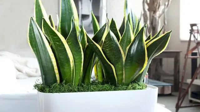 1. Snake Plant (lidah mertua)