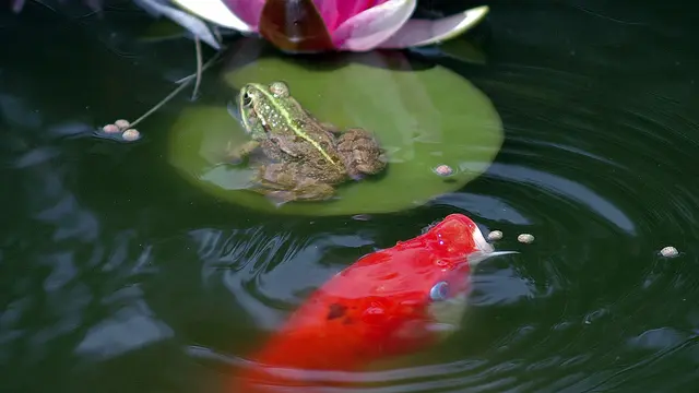 Ilustrasi katak dan ikan