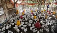 7 Cara Memulai Ternak Ayam Broiler dengan Modal Terbatas, Peluang Untung Besar