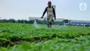 Petani menyemprotkan cairan pestisida di lahan pertanian bayam, kawasan Kota Tangerang, Jumat (27/11/2020). Badan Pusat Statistik mencatat upah nominal harian buruh tani nasional pada Oktober 2020 naik sebesar 0,09 persen dibanding upah buruh tani September 2020. (Liputan6.com/Angga Yuniar)