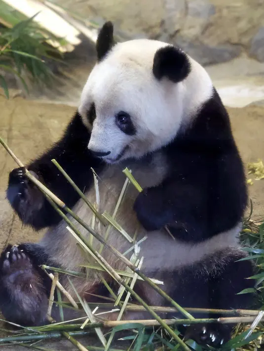 <p>Panda raksasa Xiang Xiang terlihat dalam kandang pada hari pengamatan terakhir sebelum ia kembali ke China untuk selamanya di Kebun Binatang Ueno, Tokyo, Jepang, 19 Februari 2023. Xiang Xiang telah menjadi daya tarik bagi Kebun Binatang Ueno sejak kelahirannya pada 2017. (Masanori Takei/Kyodo News via AP)</p>