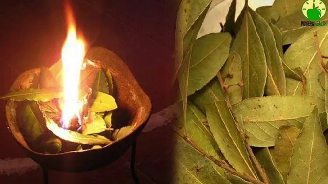 Daun Salam