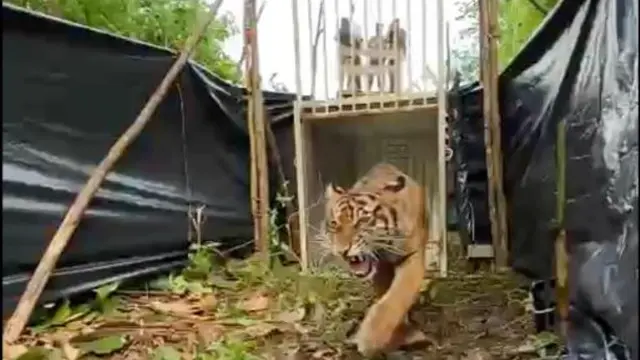 Harimau Sumatera Sipogu