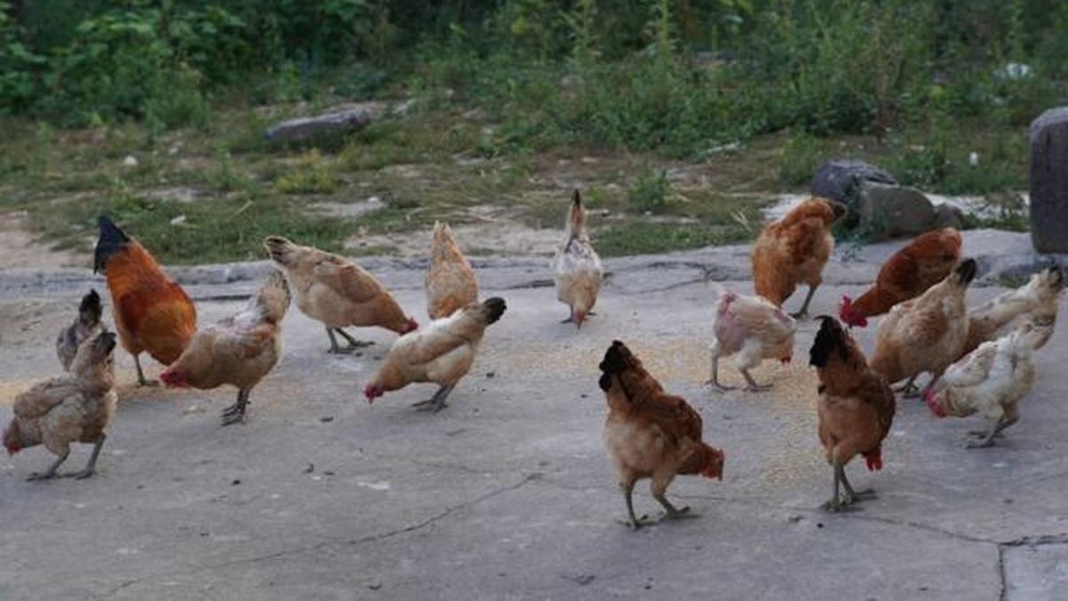 8 Cara Ternak Ayam Kampung Cepat Panen untuk Keuntungan Maksimal
