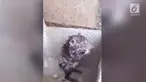Tikus ini mandi seperti layaknya manusia. Seorang ilmuwan mengatakan hewan itu bukan tikus melainkan Pacarana.