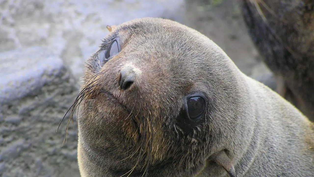 Bayi anjing laut bulu. Foto: Wiki Commons/Greg Thompson, U.S. Fish and Wildlife Service