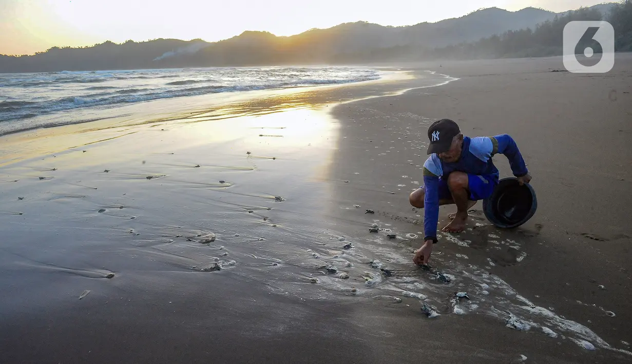 Selain itu, para wisatawan juga dapat belajar tentang sirkulasi kehidupan penyu di taman konservasi Pantai Kili-Kili. (merdeka.com/Arie Basuki)